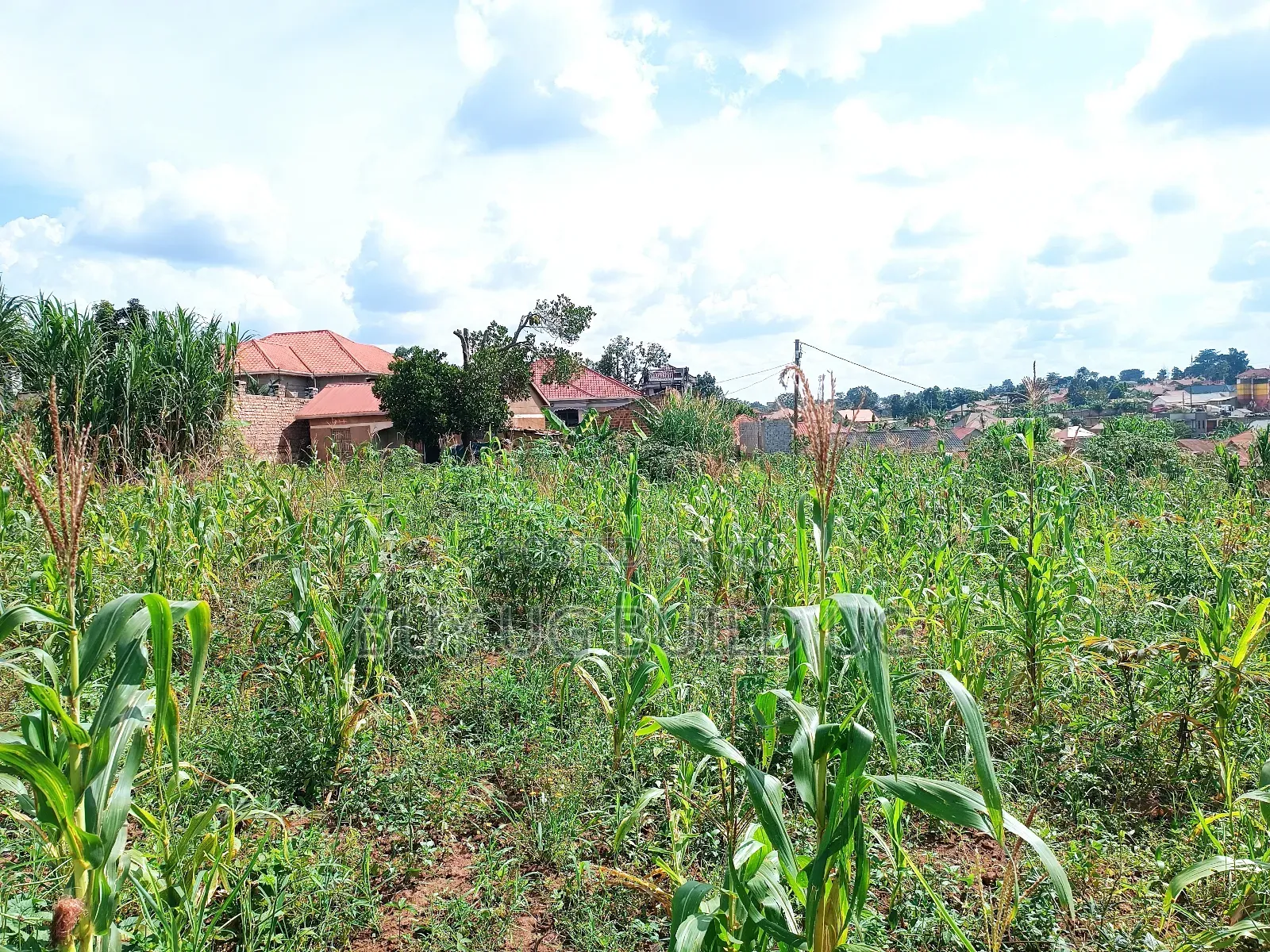 Good Deal 30ft By50ft Plot for Sale Namugongo_bukerere at 6.5m in Goma