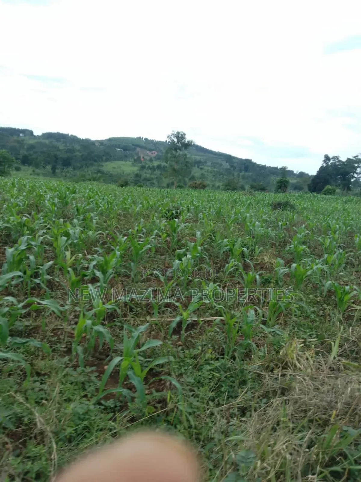 20 Acres on Forced Sale on Mityaana Rd Kikonge Mpiringwe Title in Bank in Central Division