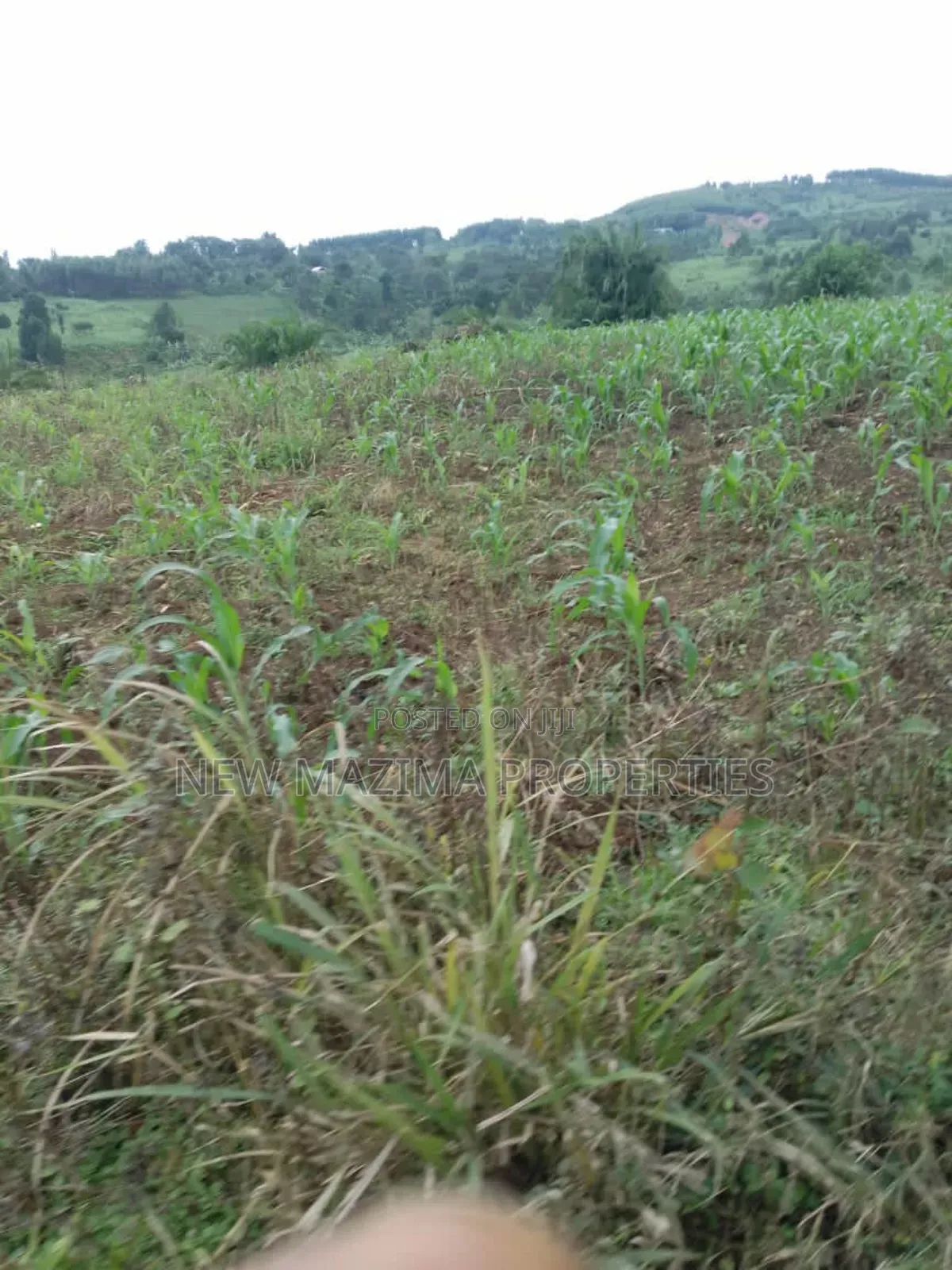 20 Acres on Forced Sale on Mityaana Rd Kikonge Mpiringwe Title in Bank in Central Division