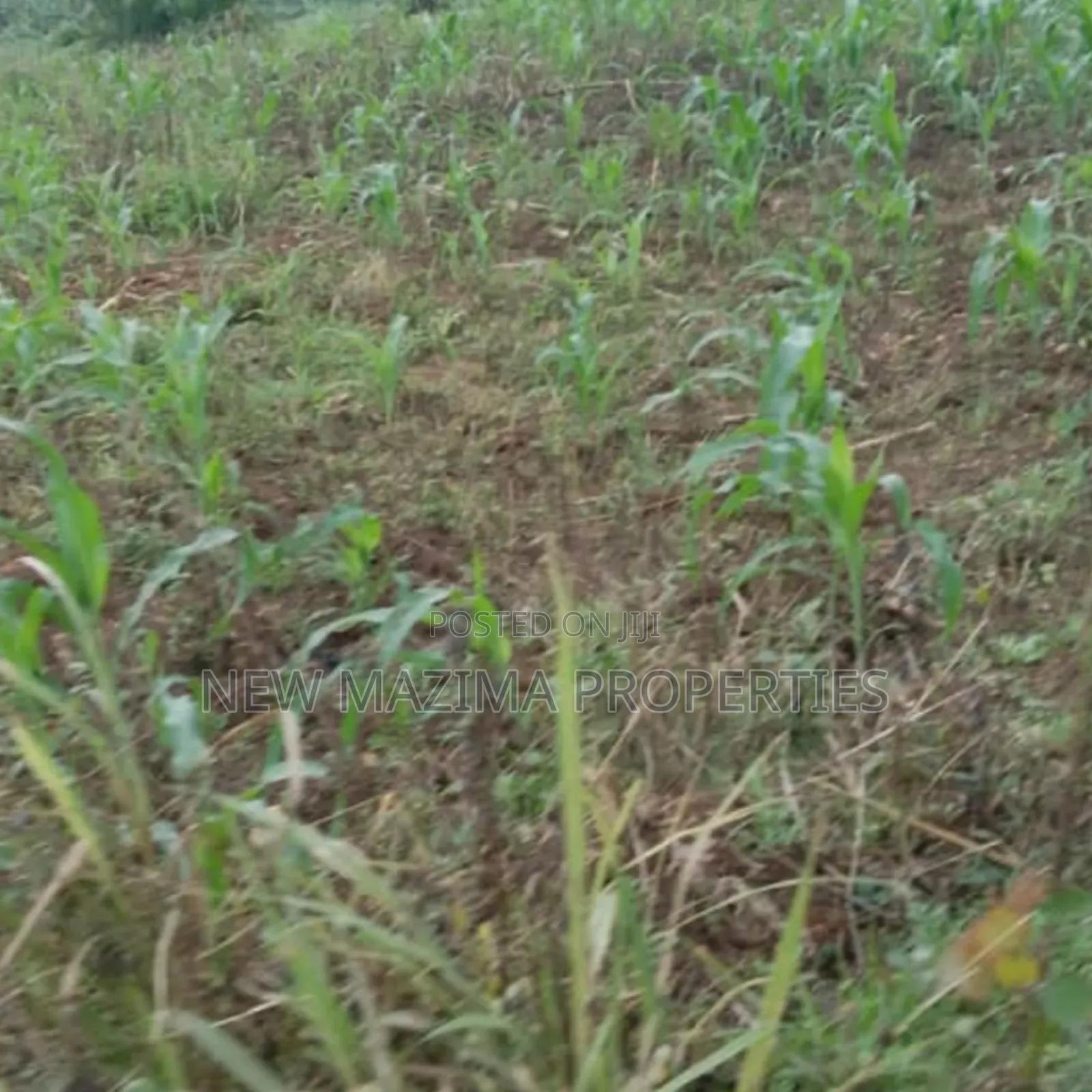 20 Acres on Forced Sale on Mityaana Rd Kikonge Mpiringwe Title in Bank in Central Division