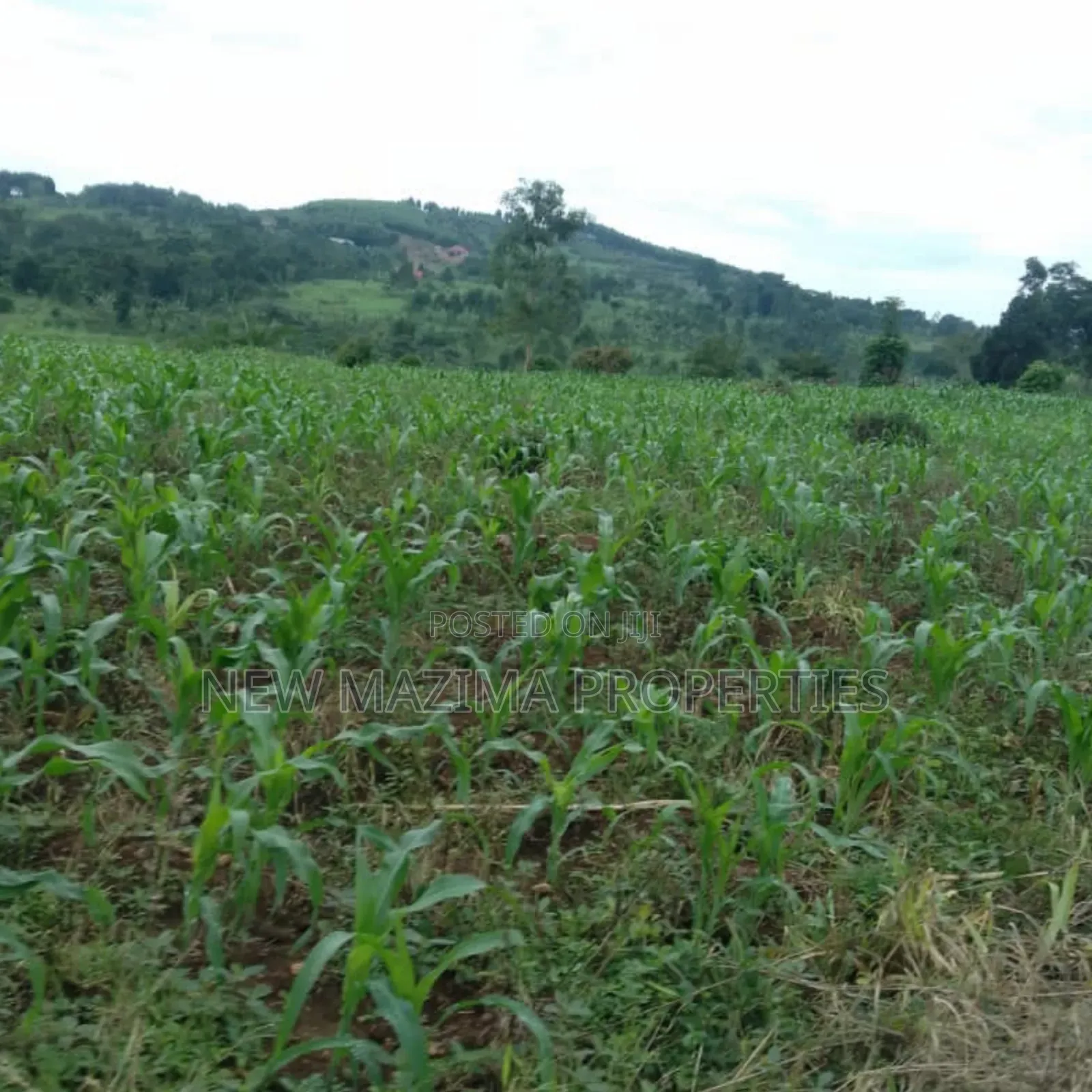 20 Acres on Forced Sale on Mityaana Rd Kikonge Mpiringwe Title in Bank in Central Division