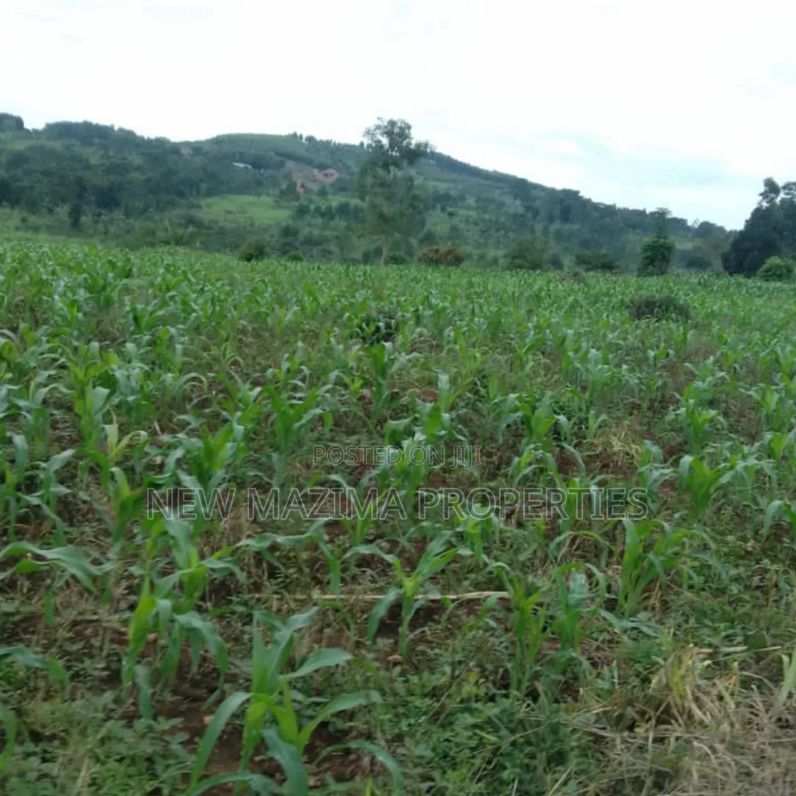 20 Acres on Forced Sale on Mityaana Rd Kikonge Mpiringwe Title in Bank in Central Division