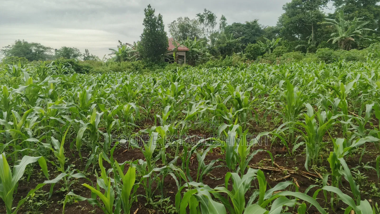 Plot's Available Kikandwa Mukono Kayunga Road in Kasawo