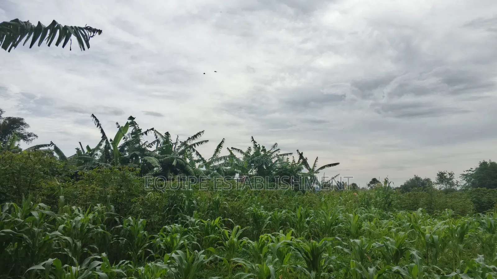 Plot's Available Kikandwa Mukono Kayunga Road in Kasawo
