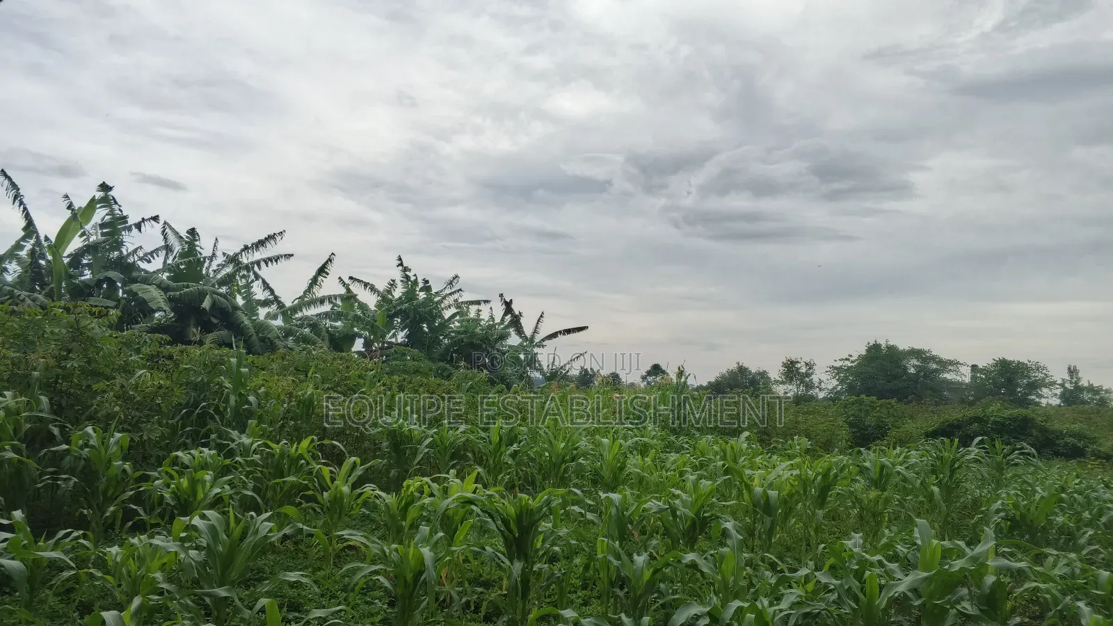 Plot's Available Kikandwa Mukono Kayunga Road in Kasawo
