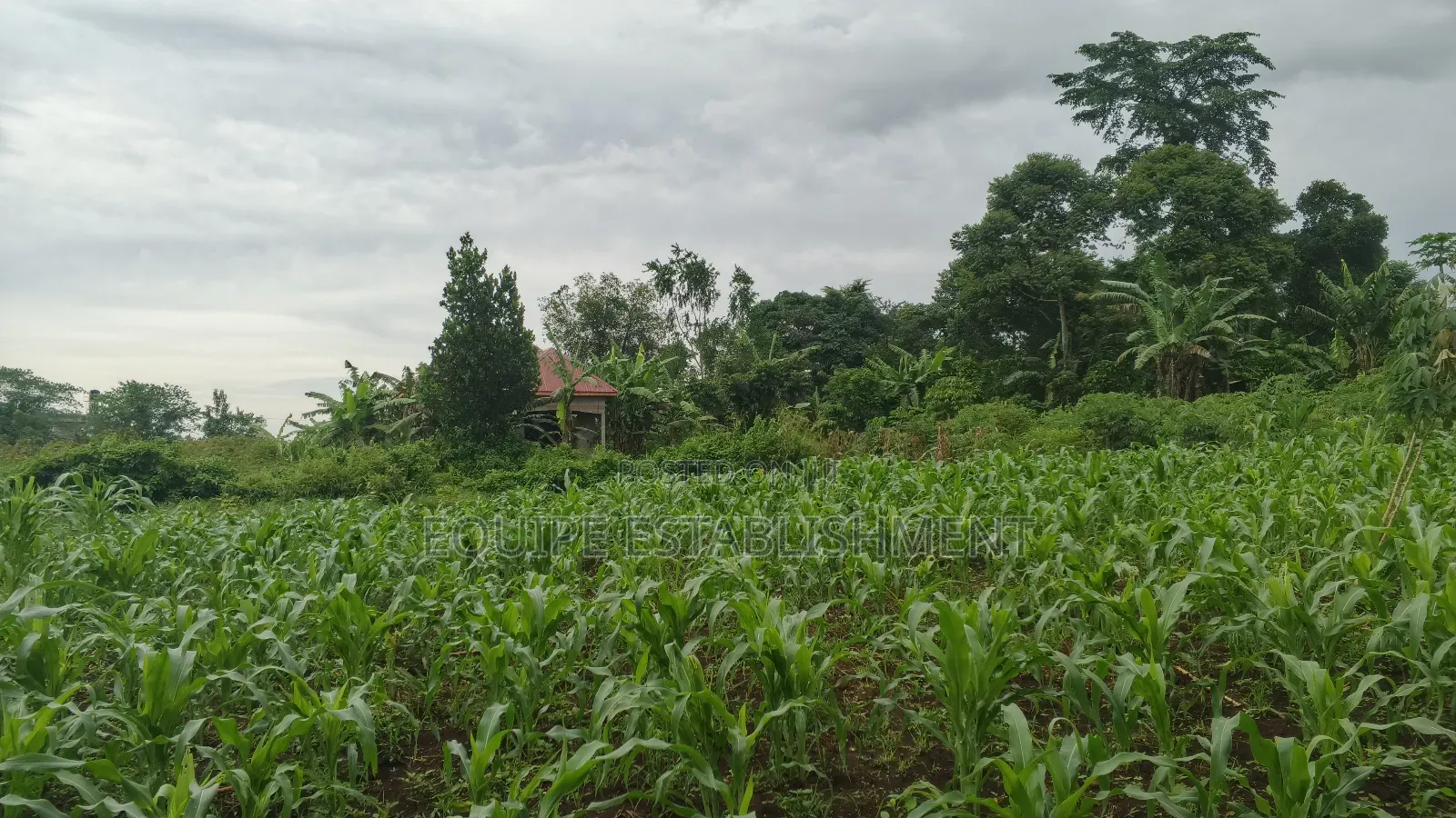 Plot's Available Kikandwa Mukono Kayunga Road in Kasawo