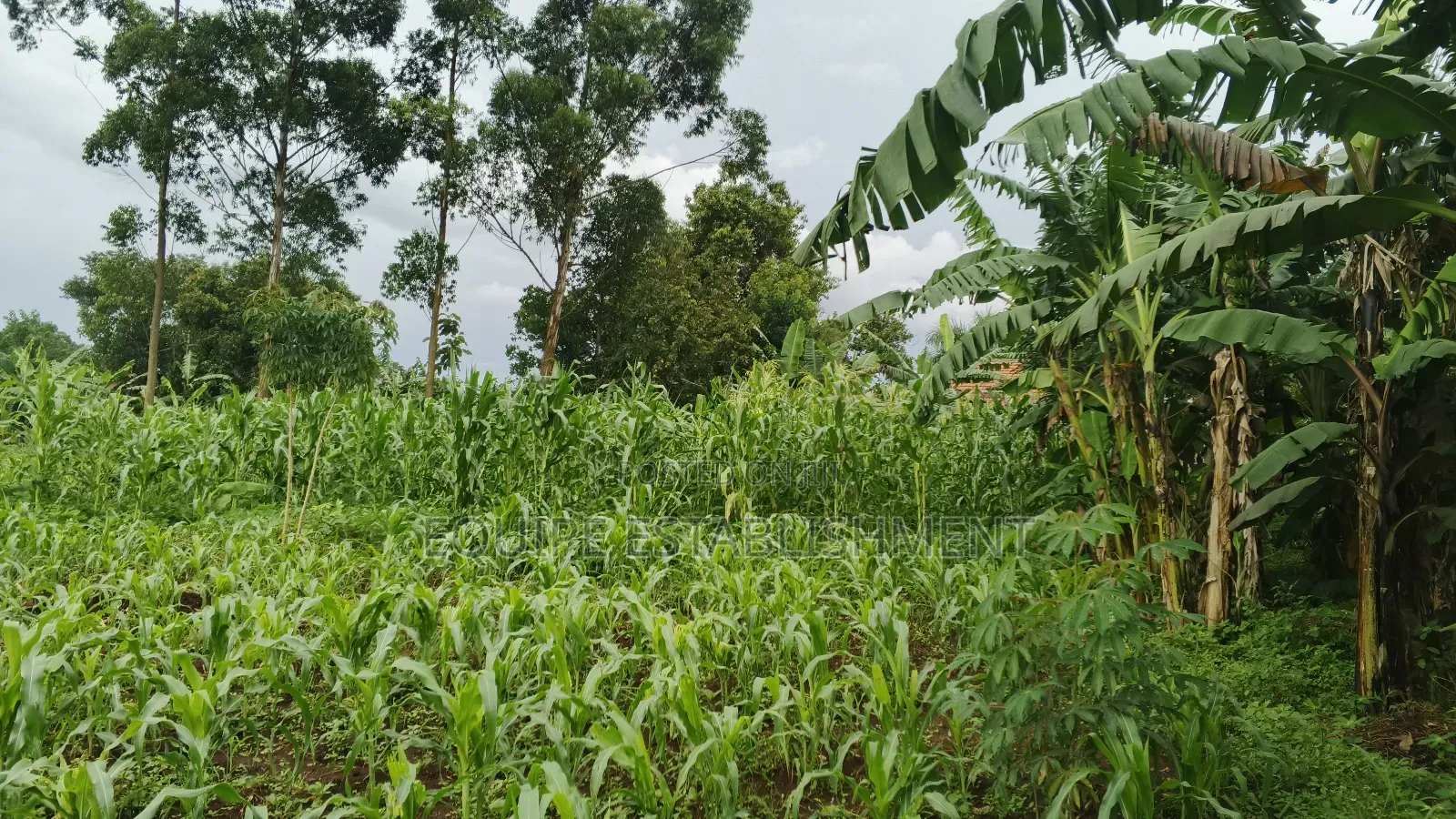 Plot's Available Kikandwa Mukono Kayunga Road in Kasawo