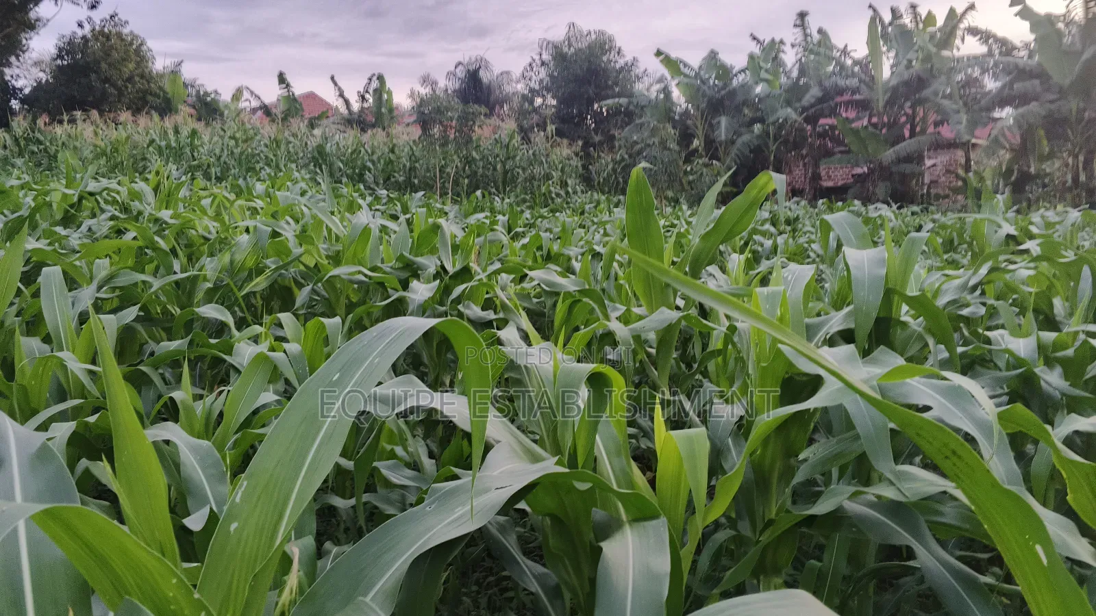 Plot Available Kikandwa Mukono in Kasawo