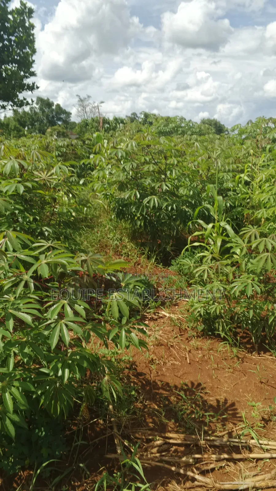 Plot's Available Kikandwa Mukono Kayunga Road in Kasawo