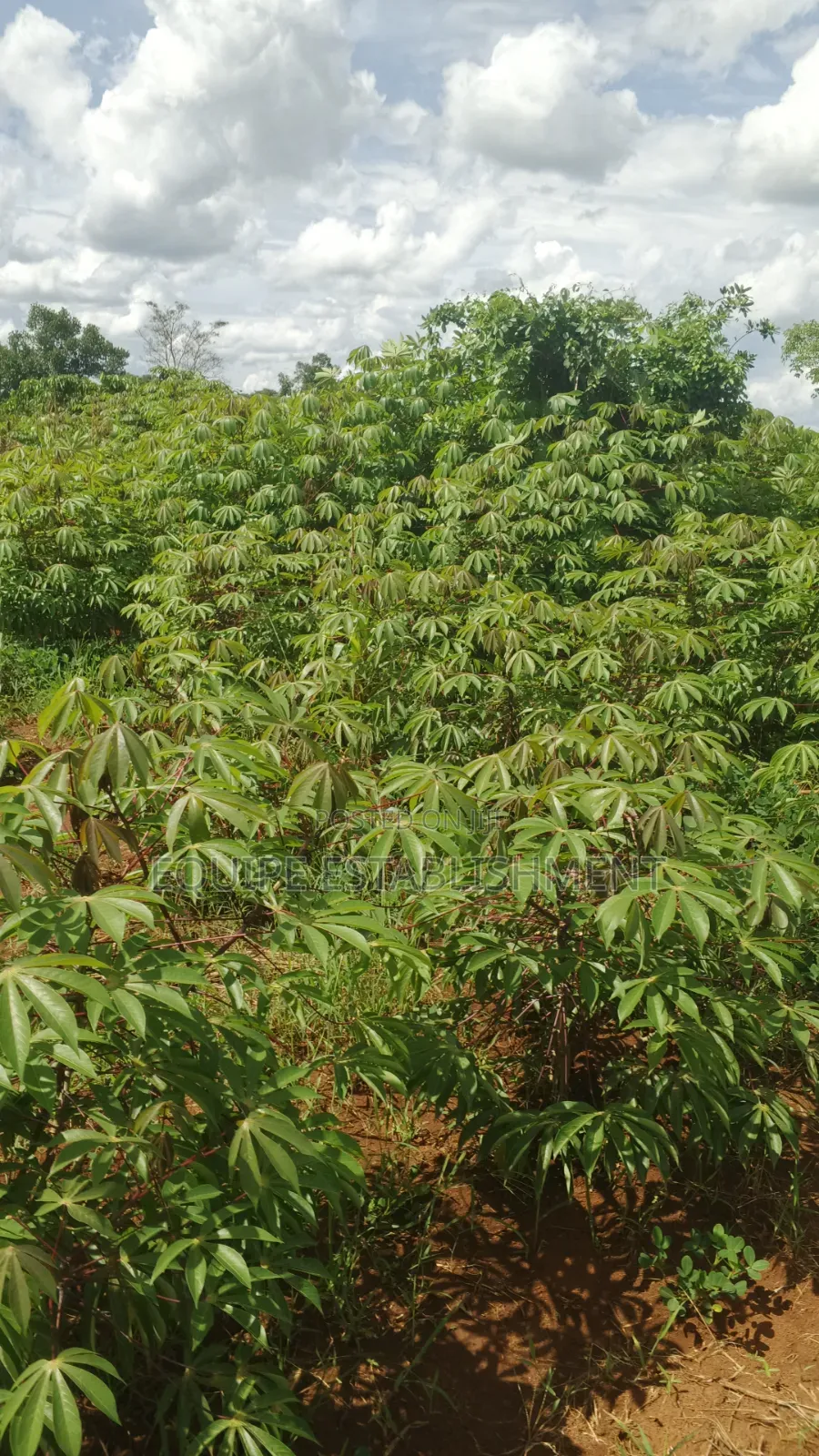Plot's Available Kikandwa Mukono Kayunga Road in Kasawo
