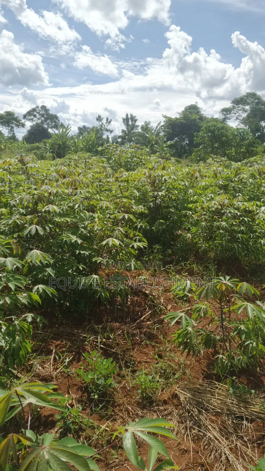 Plot's Available Kikandwa Mukono Kayunga Road in Kasawo