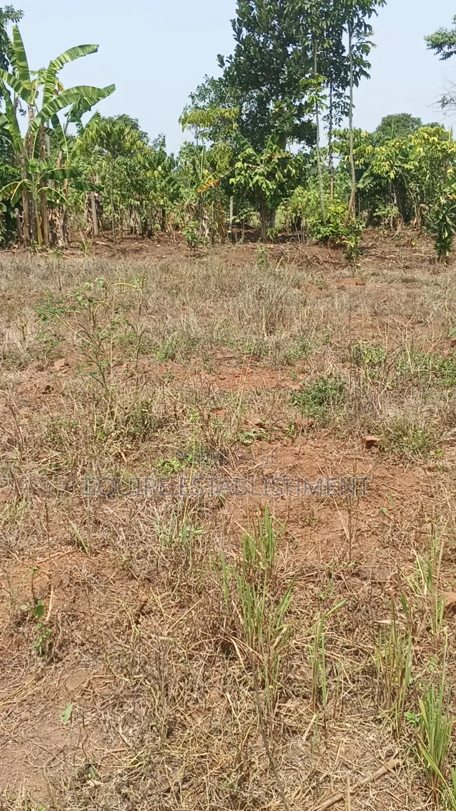 Kibanja Kikandwa in Kasawo