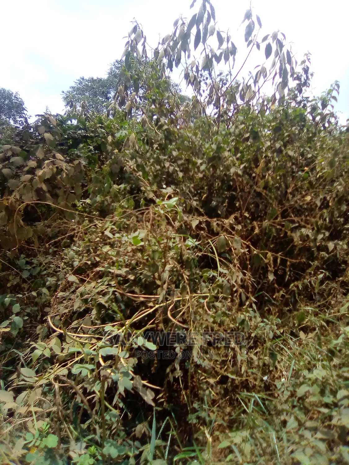 5acres of Farmland for Sale in Namakomo in Kyampisi