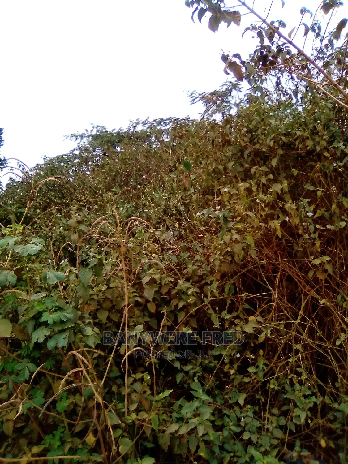 50/100 Plot for Sale in Buwambo in Gombe