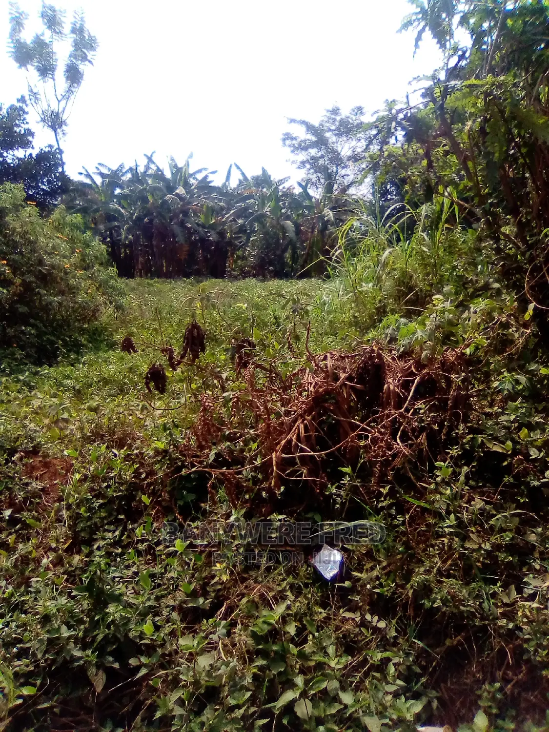 10 Acres in Kyampogola Near Church of Uganda in Kikyusa