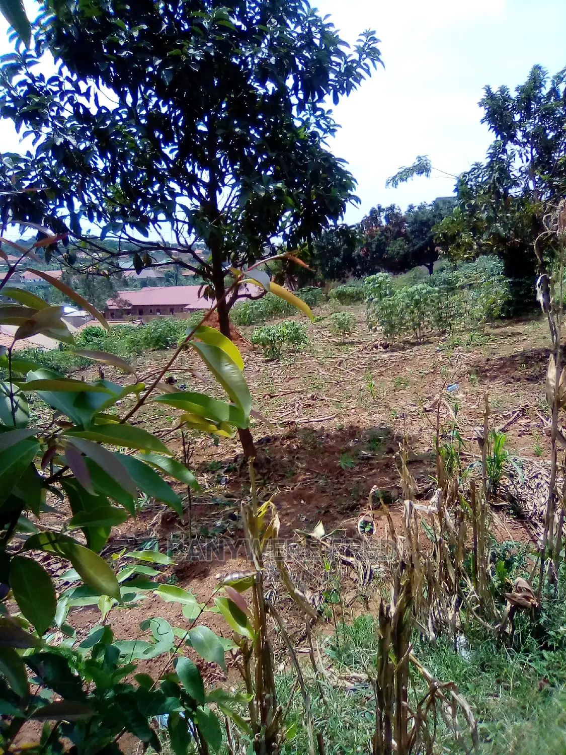 50/100 Plot for Sale in Kiwanga in Goma