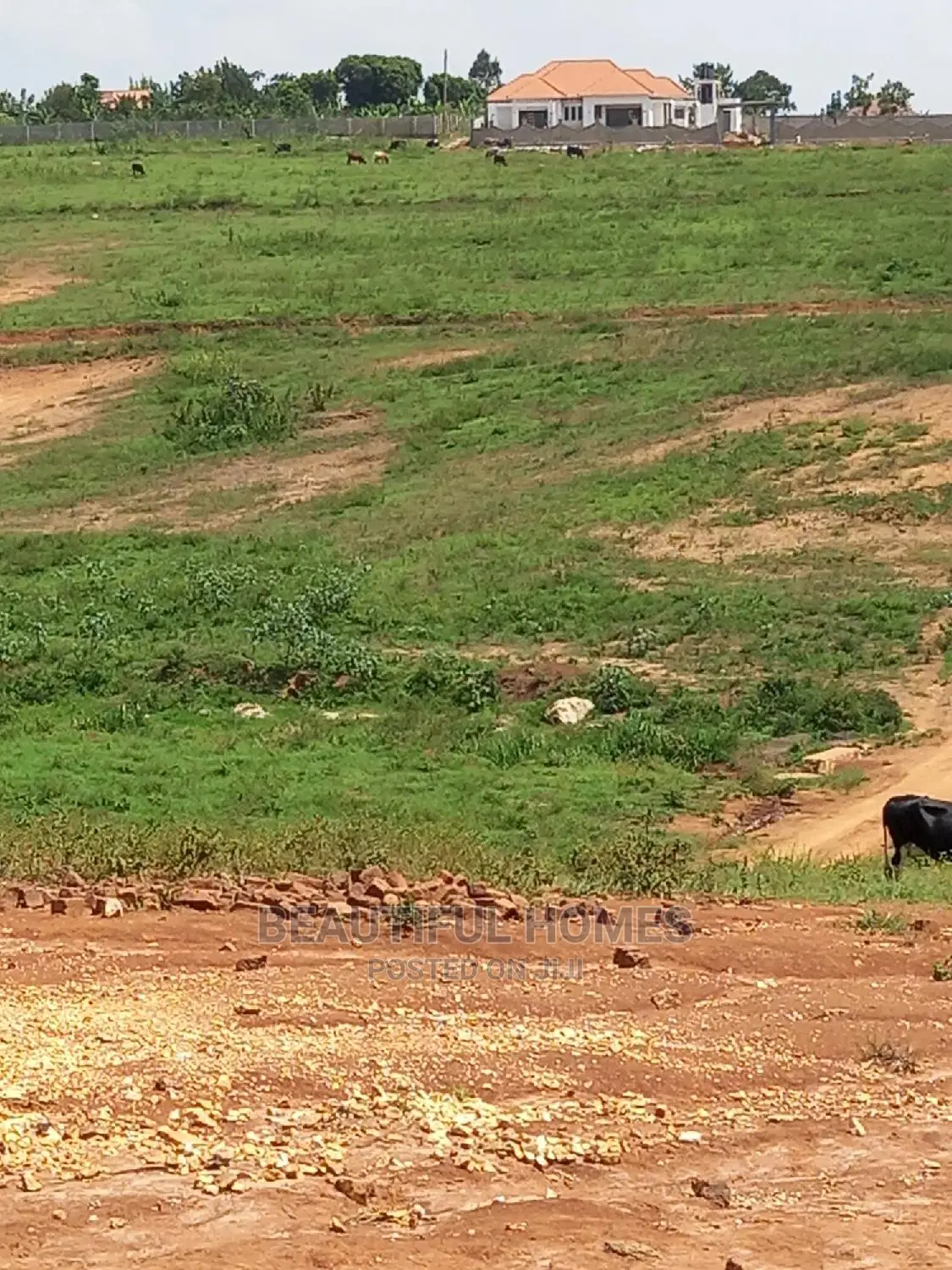 Two Plots In Kasangati On Sell in Kira