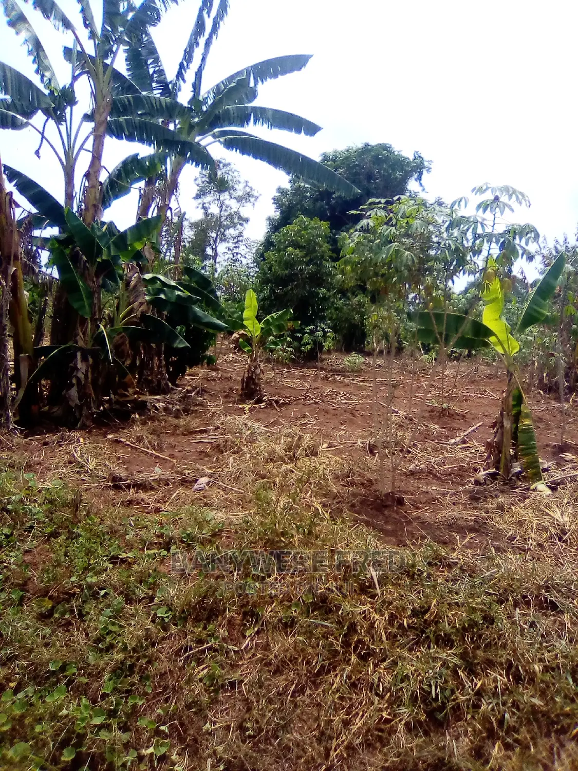 50/100 Plot for Sale in Kamuli District in Jinja