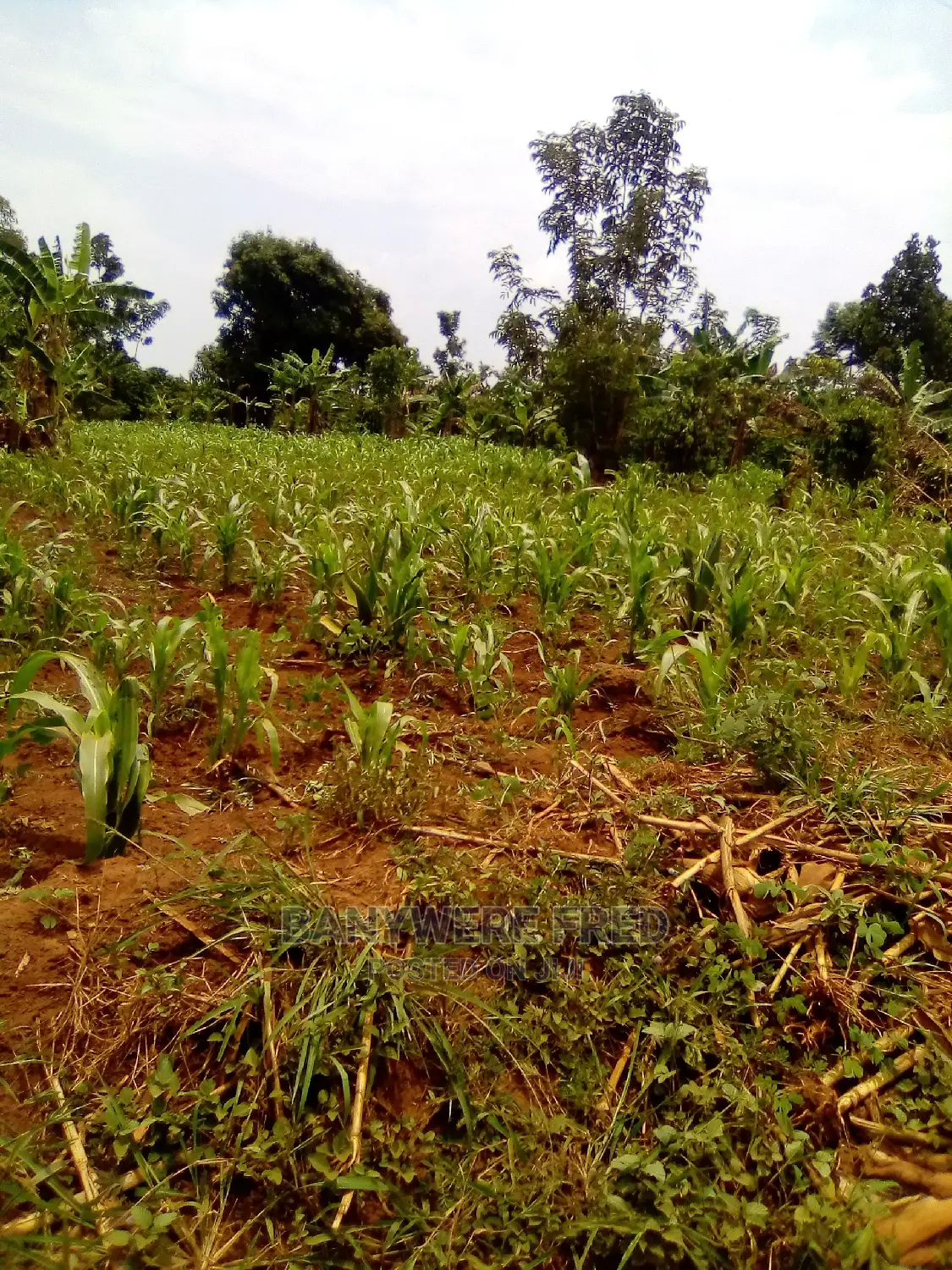 5acres of Farmland for Sale in Kayunga District in Busana