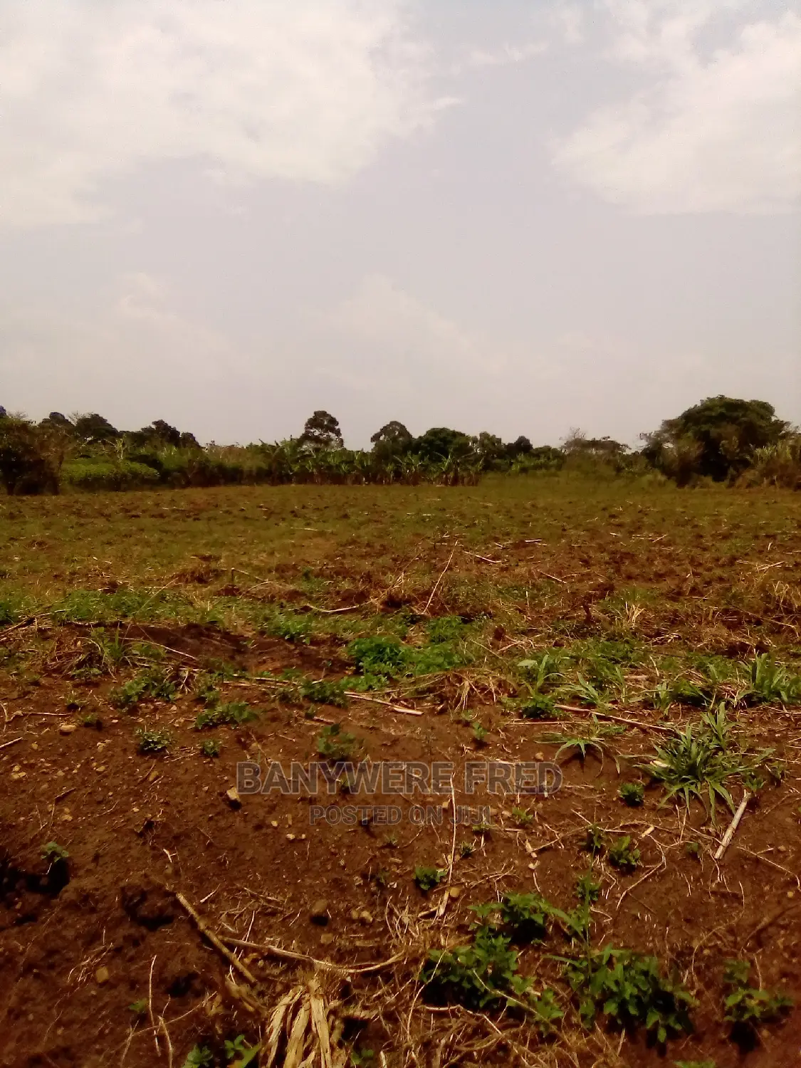 100/100 Plot for Sale in Kisonga in Ntenjeru / Mukono