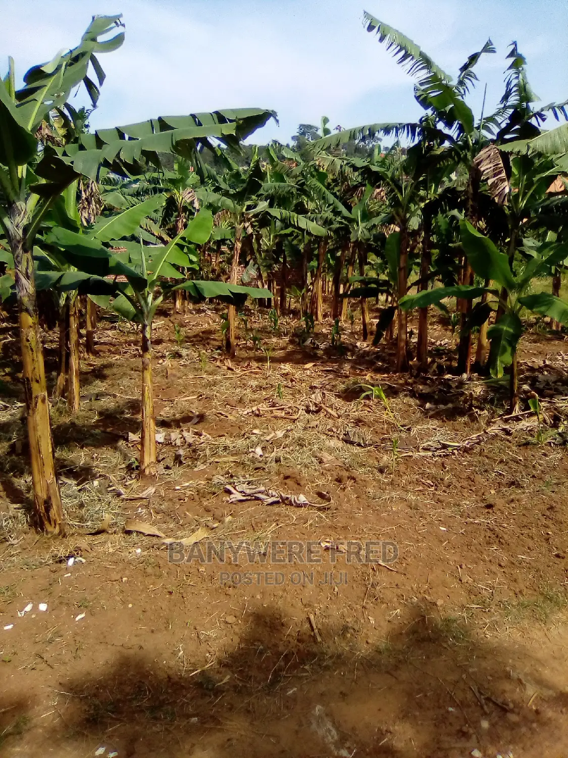5acres of Farmland in Nabuti Mukono in Mukono TC