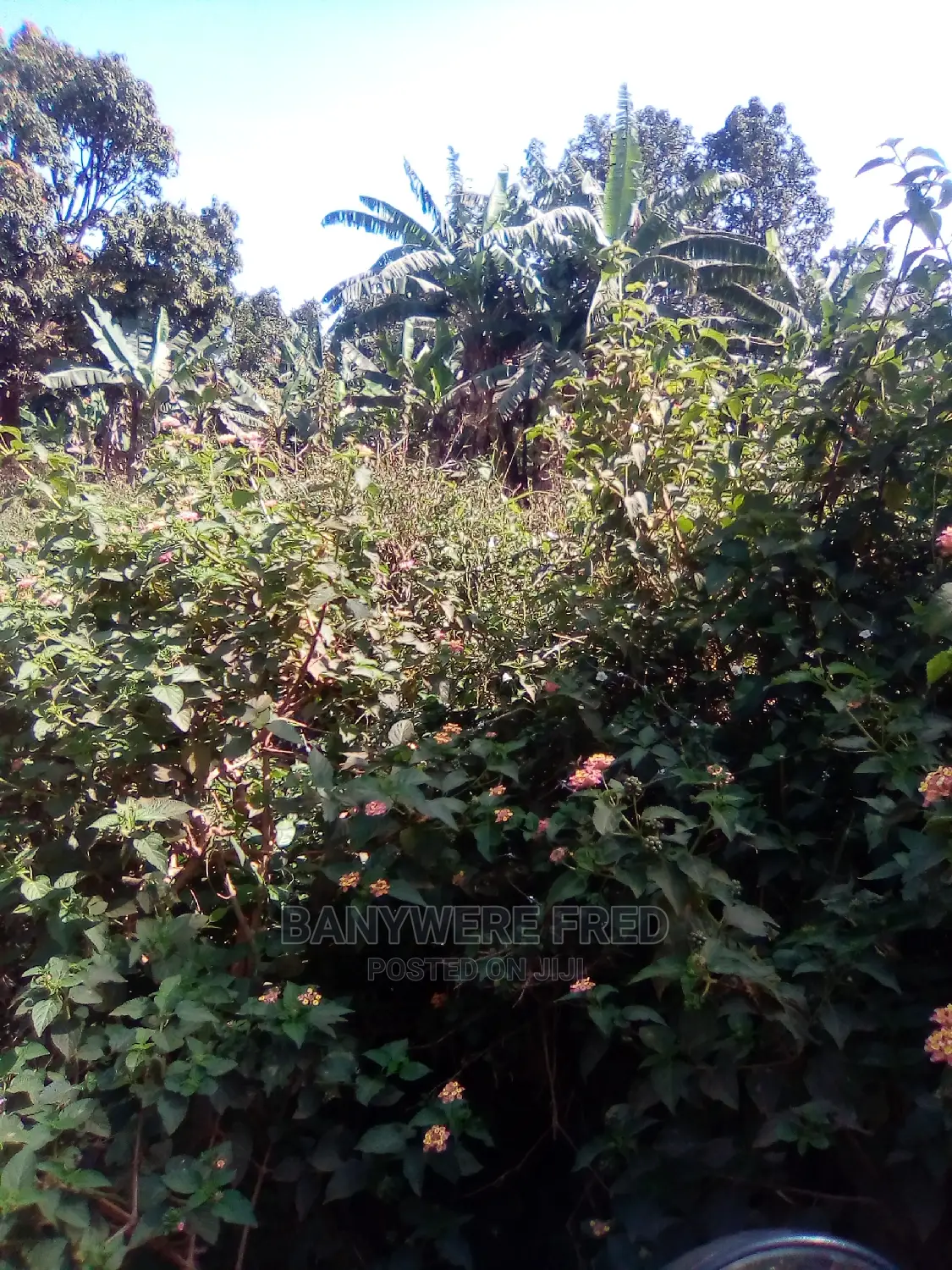 50/100 Plot for Sale in Nyeje in Kyampisi