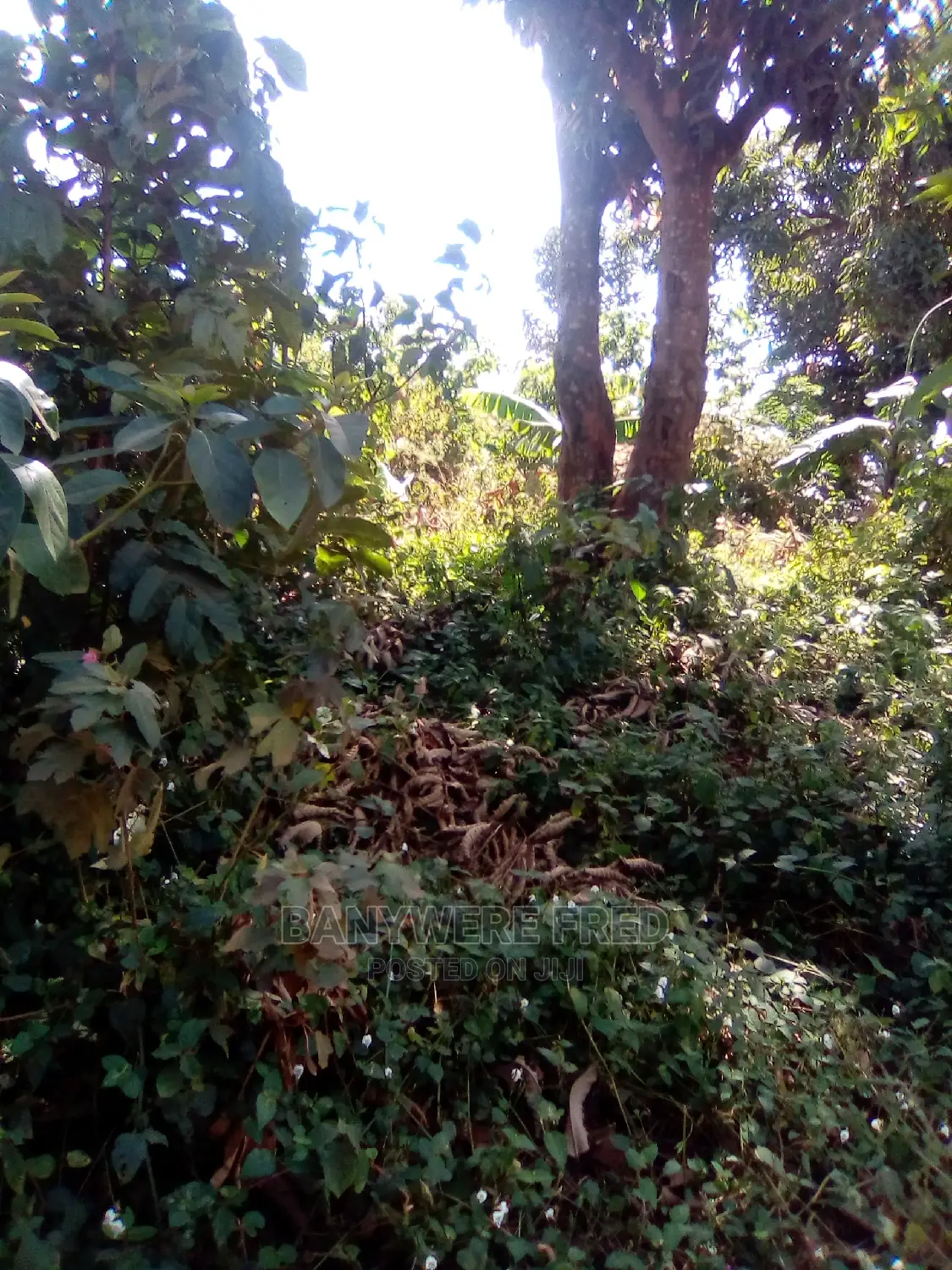3acres of Farmland in Nsuube Jinja in Jinja