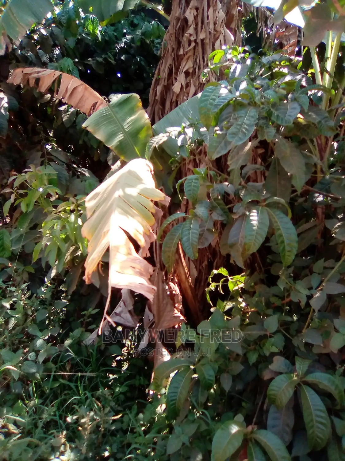 10 Acres of Farmland for Sale in Kayunga in Nazigo