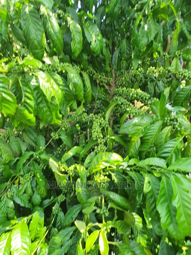 2.5acres of Land for Sale in Kikyusa in Central Division