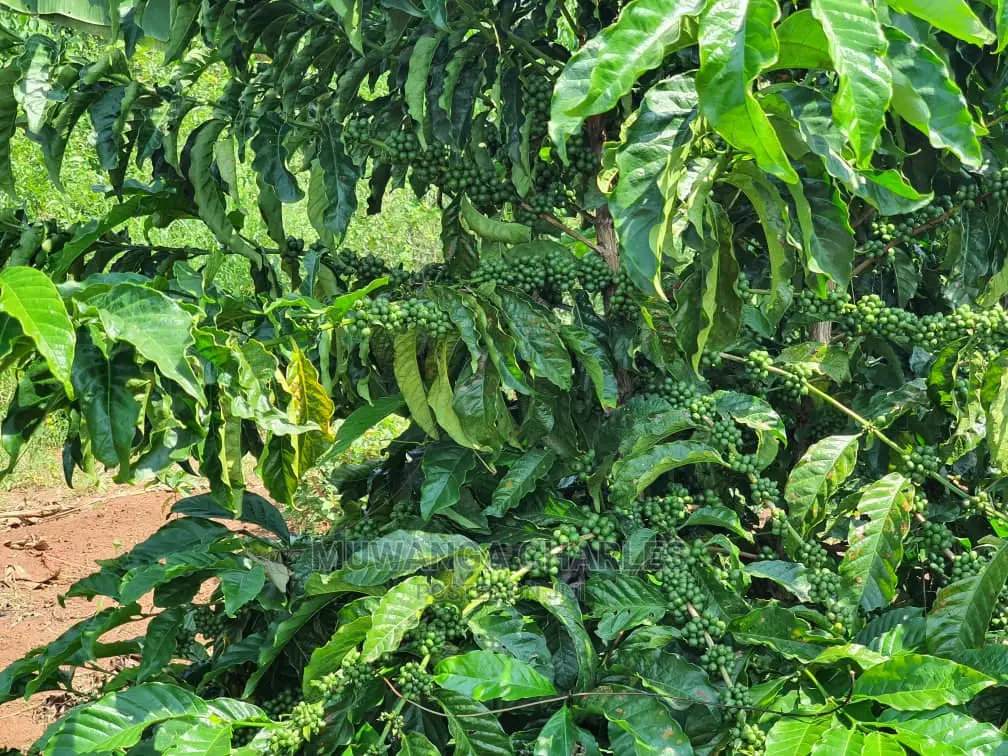 2.5acres of Land for Sale in Kikyusa in Central Division