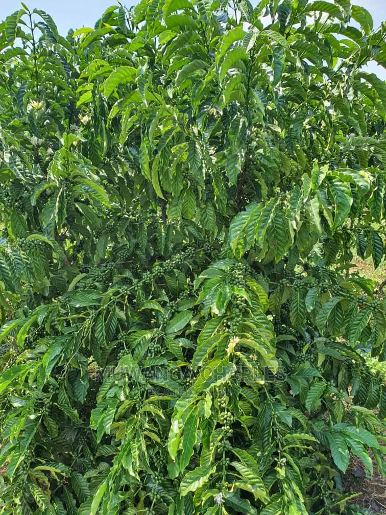 2.5acres of Land for Sale in Kikyusa in Central Division