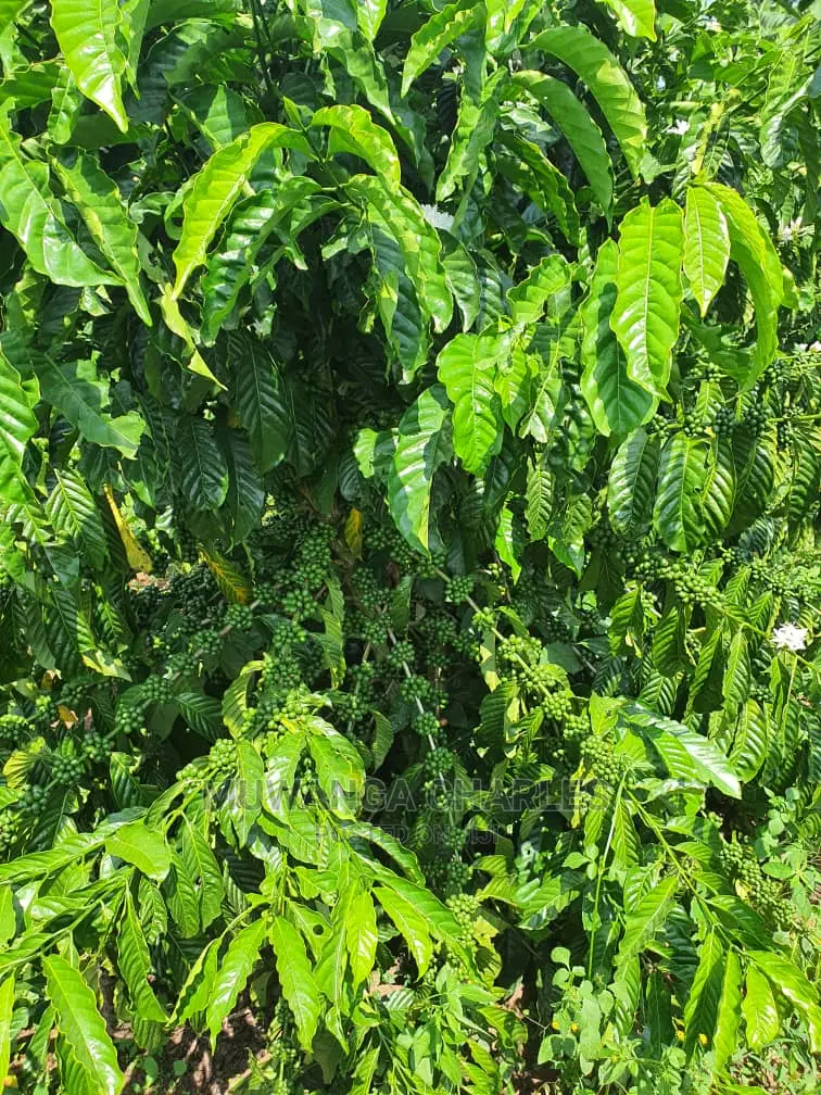 2.5acres of Land for Sale in Kikyusa in Central Division