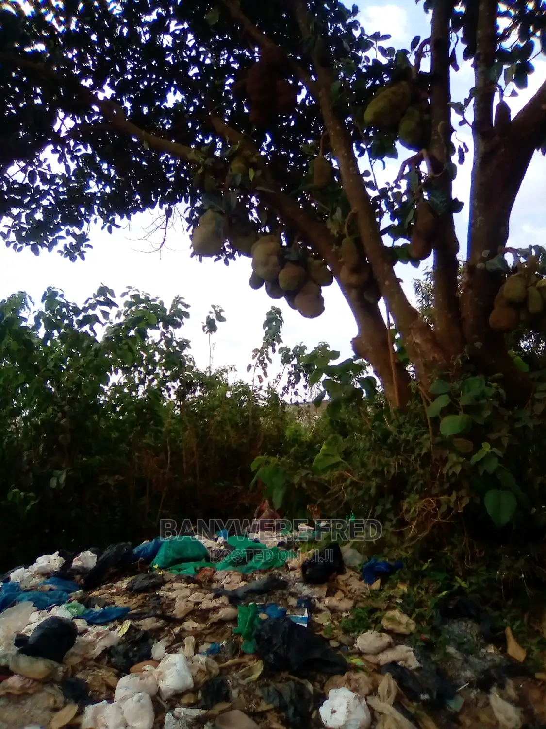 20 Acres of Farmland for Sale in Sekamuli in Katikamu