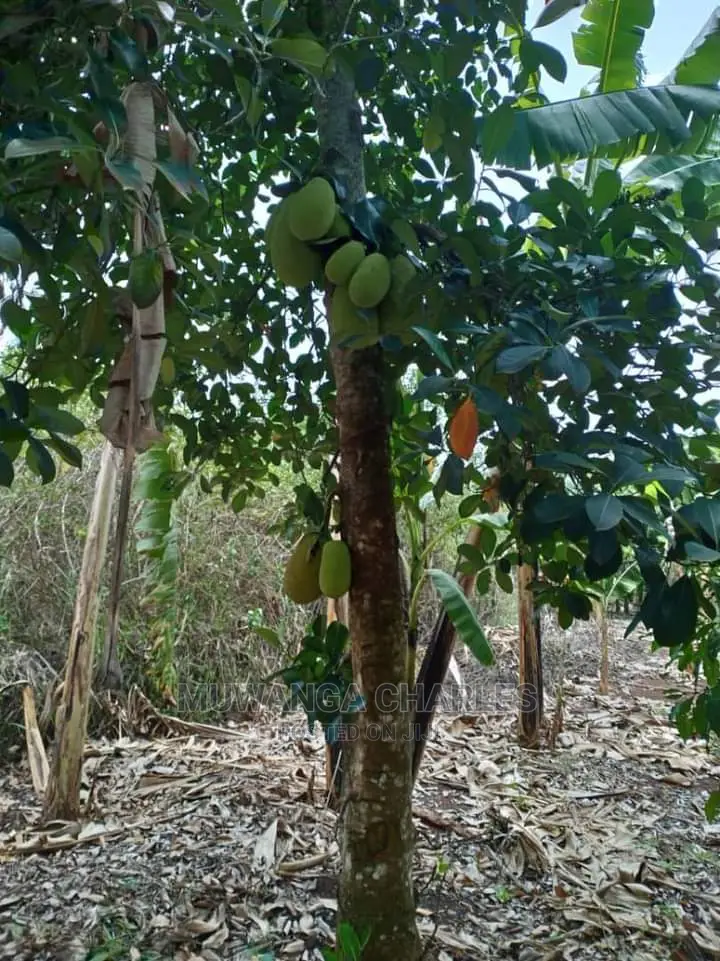 4acres for Sale in Zirobwe Wabutungulu in Central Division