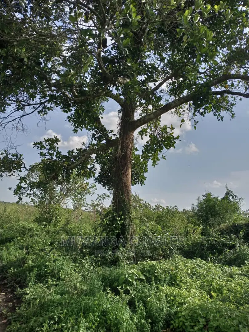 10acres of Land for Sale at Zirobwe Kikyusa in Central Division
