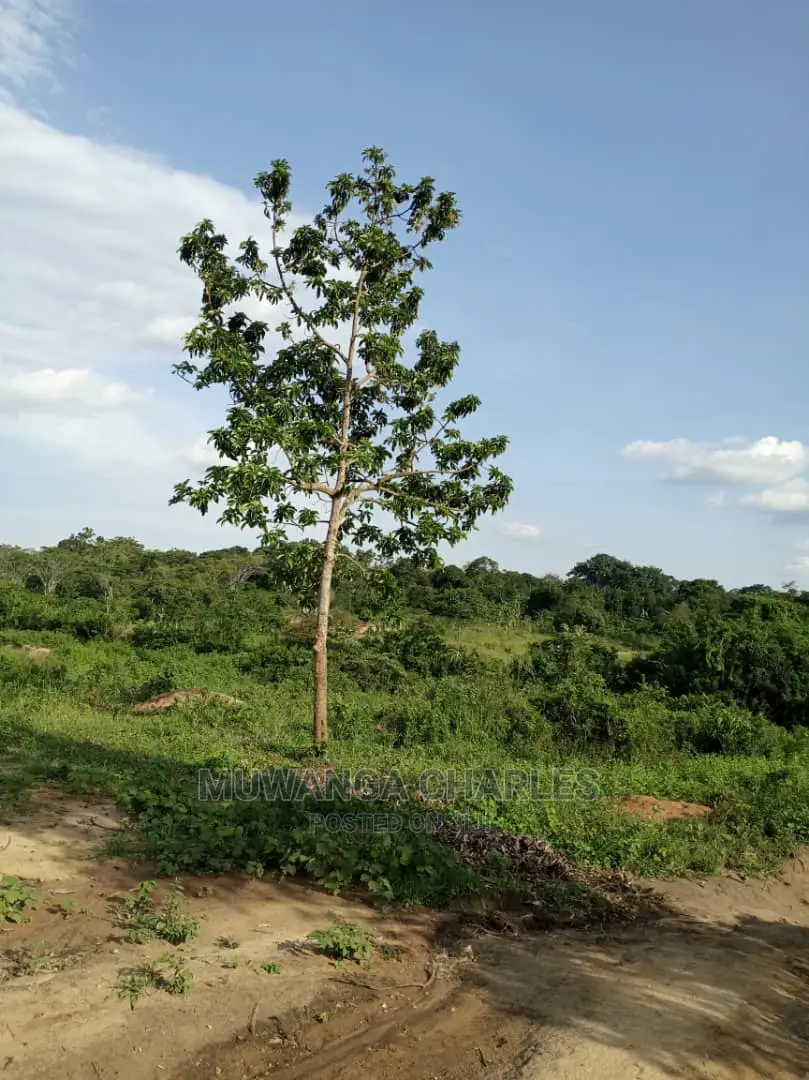 2acres of Land for Sale at Zirobwe Wabutungulu in Central Division