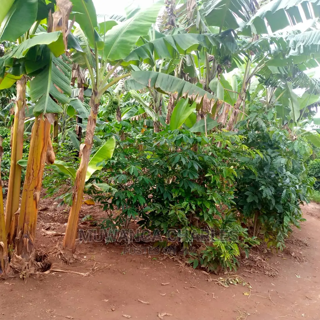 2.5acres of Land for Sale at Zirobwe Tongo in Central Division
