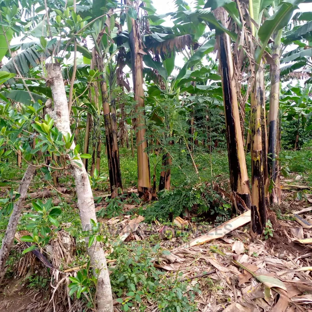 2.5acres of Land for Sale at Zirobwe Tongo in Central Division