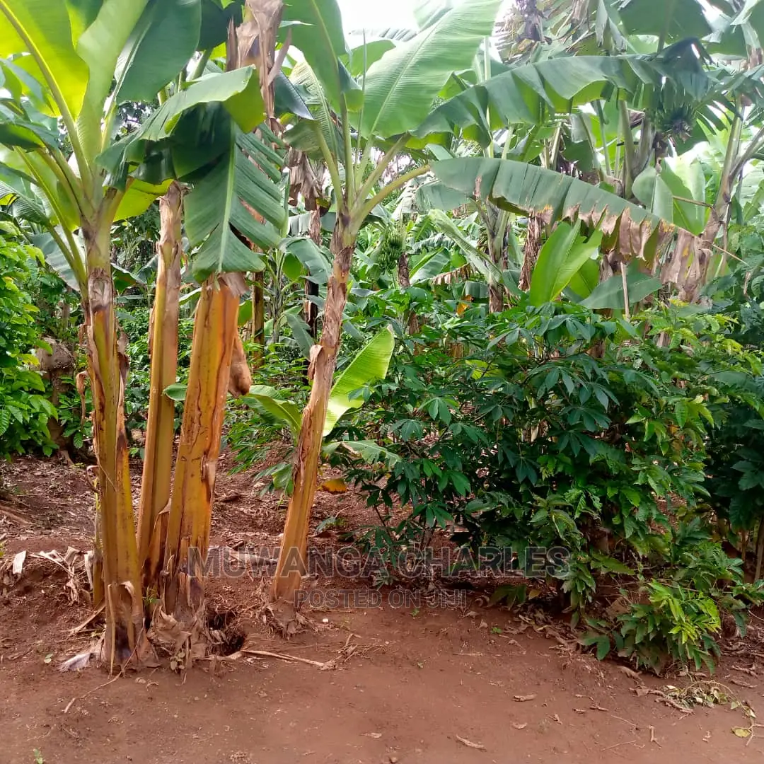 2.5acres of Land for Sale at Zirobwe Tongo in Central Division