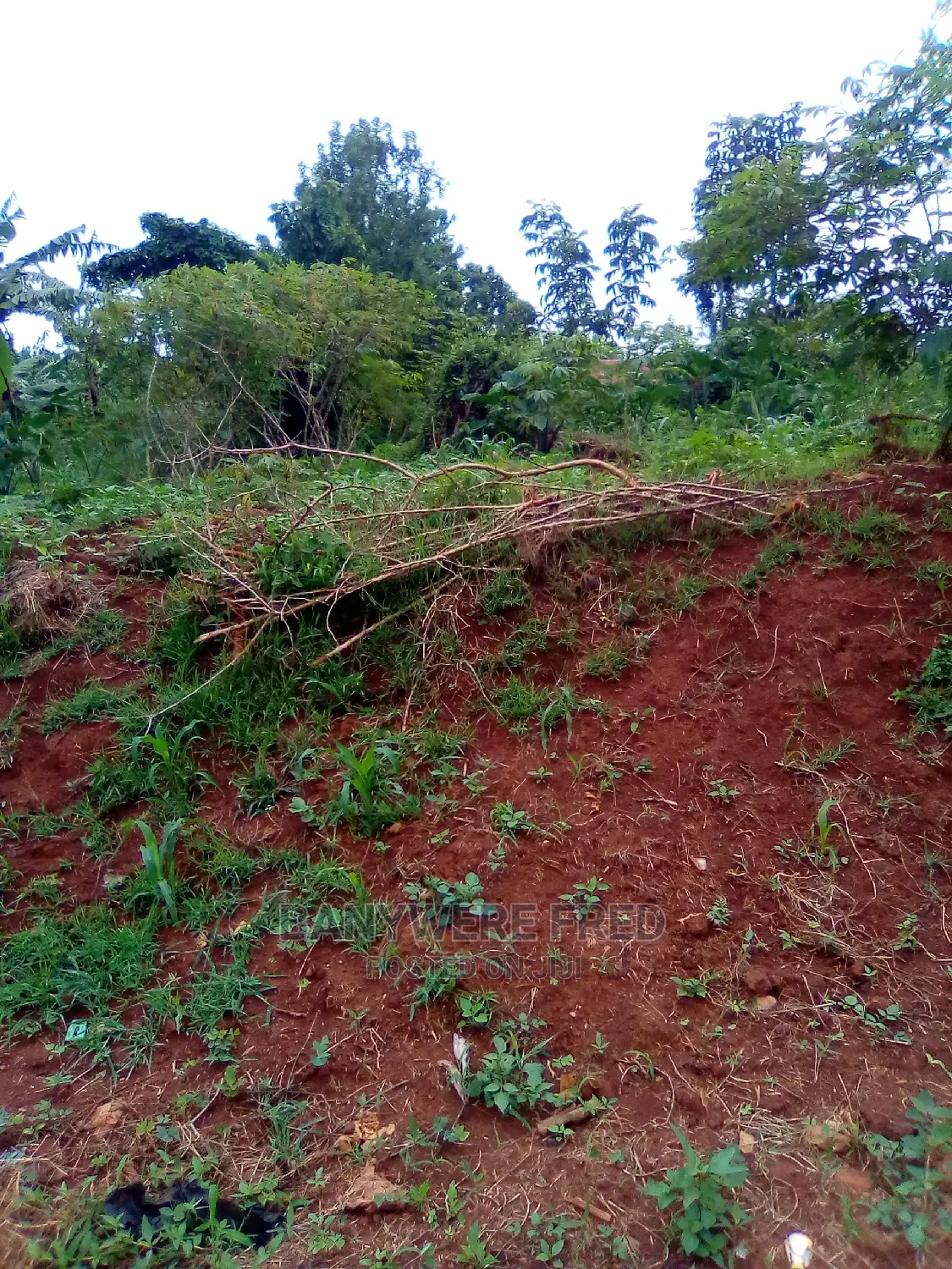 100x50ft Plot for Sale Kimwanyi in Kira