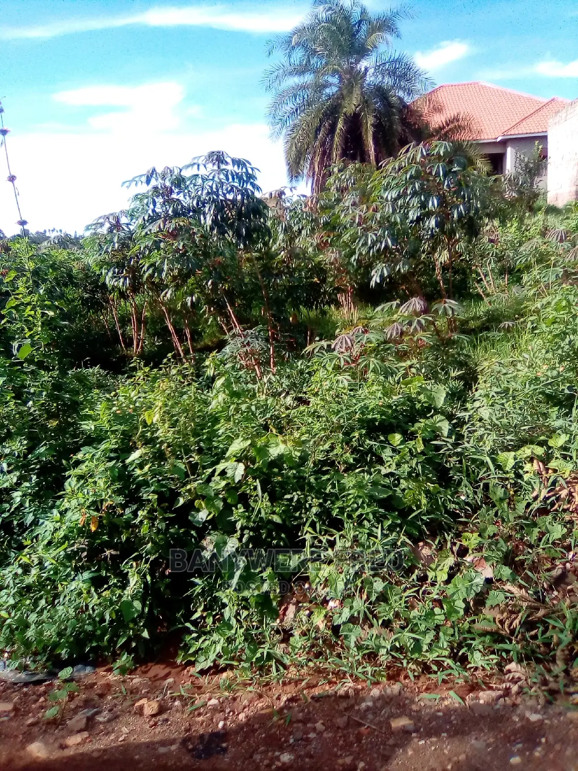 50/100 Plot for Sale in Napunge in Kakiri