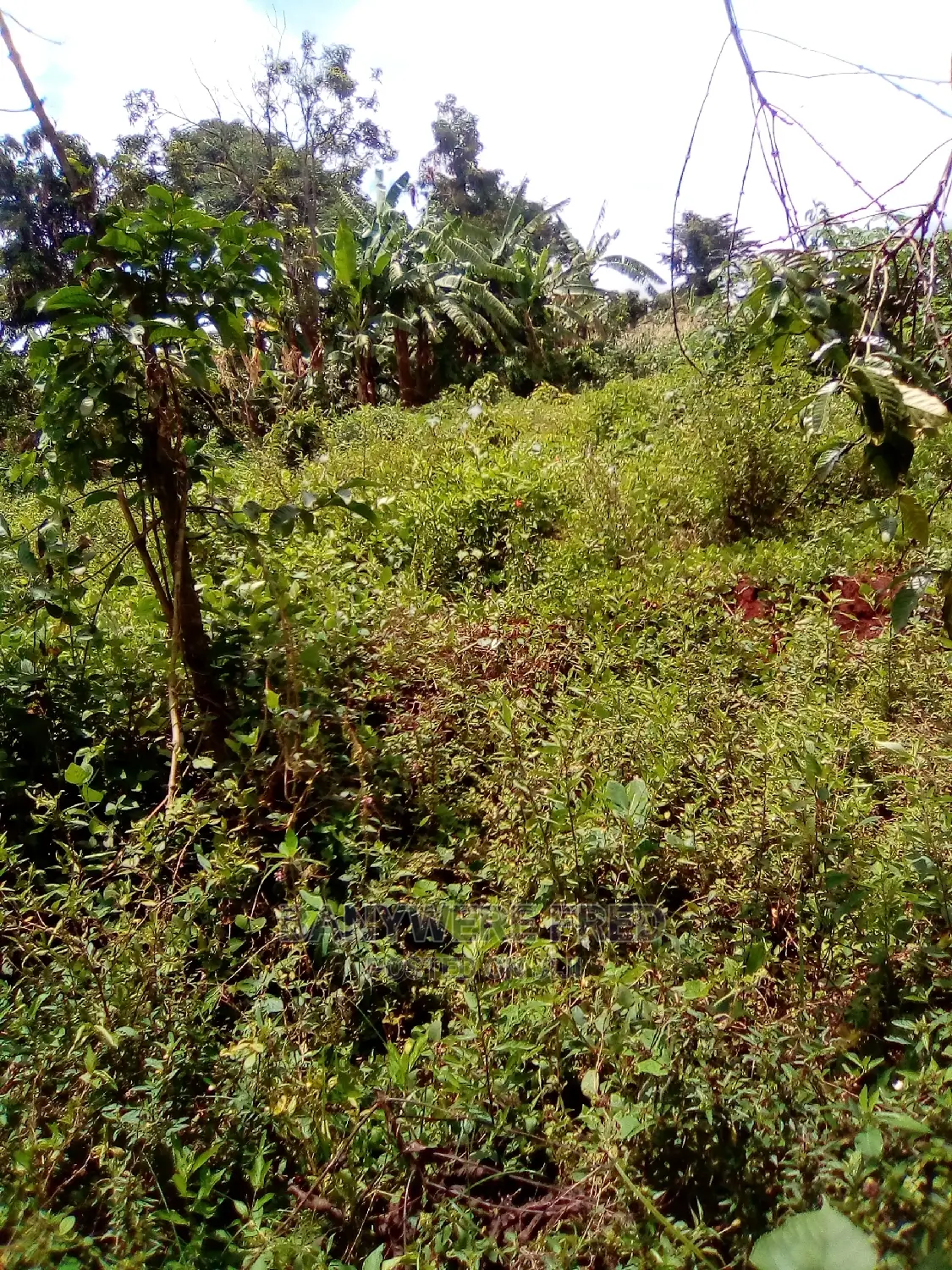 50/100 Plot for Sale in Kikadwa in Kakiri
