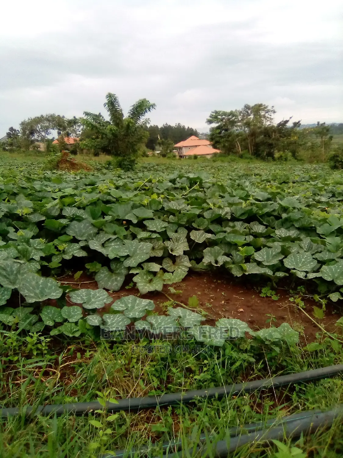 1acre of Farmland for Sale in Kijabijo in Kira