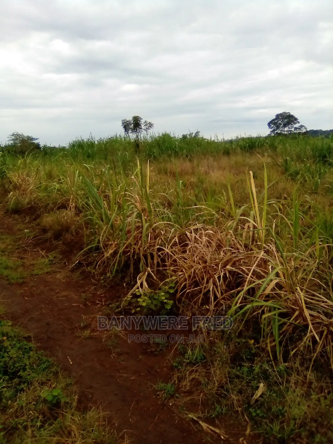 50/100 Plot for Sale in Nama Mukono in Nama