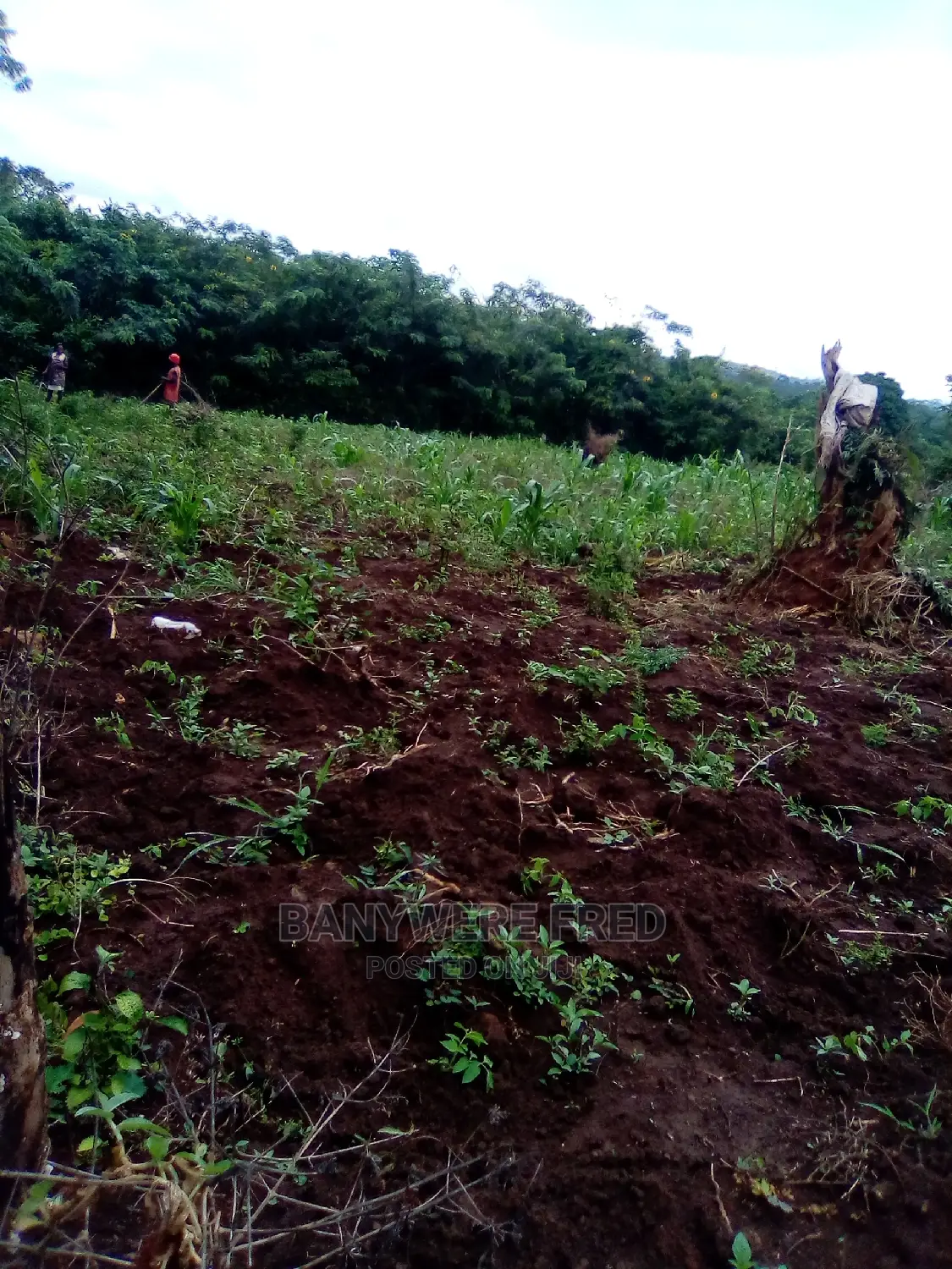 8acres of Farmland in Luwero in Kikyusa