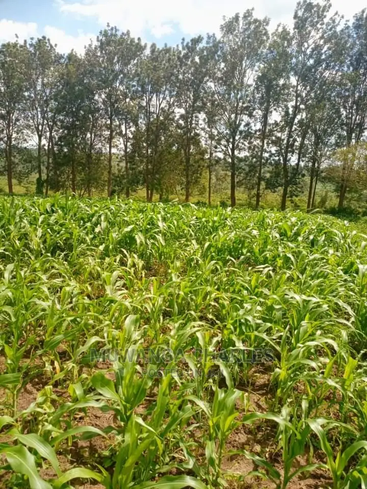 12decumals Plot of Land for Sale at Gayaza Nakwero in Central Division