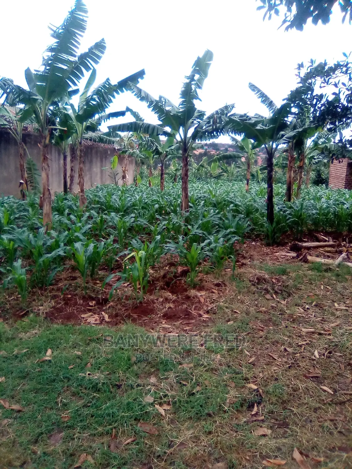 50/100 Plot for Sale in Kakajo Bweyogerere in Kira