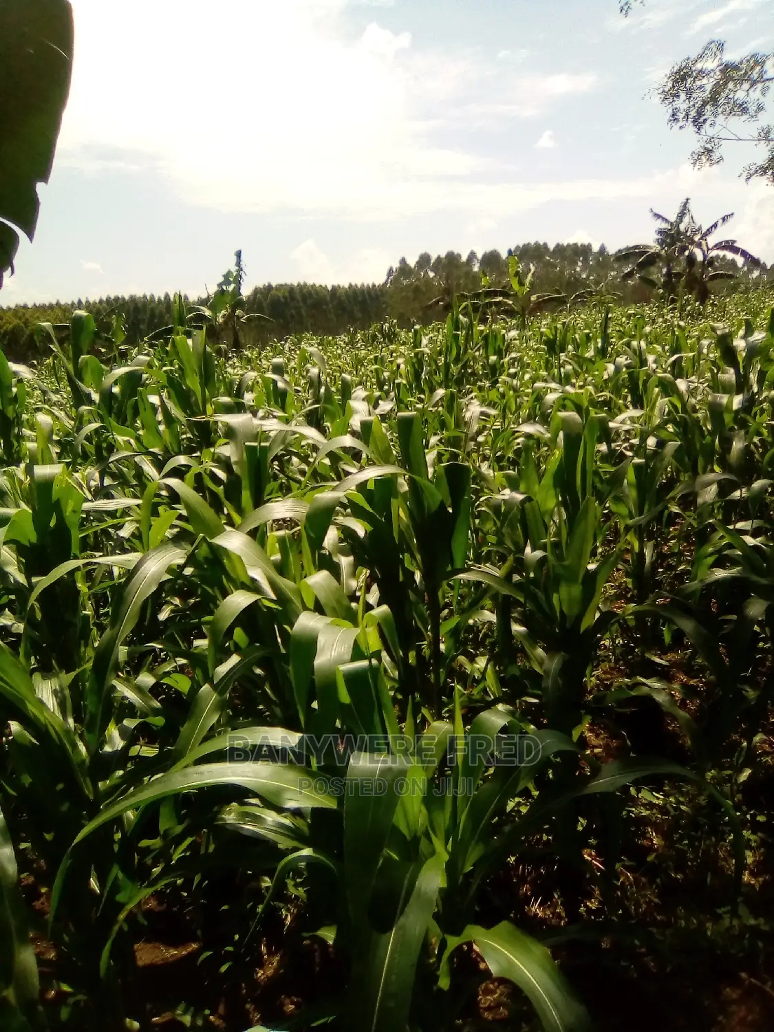100 Acres of Industrial Land for Sale in Bamunanika in Bamunanika