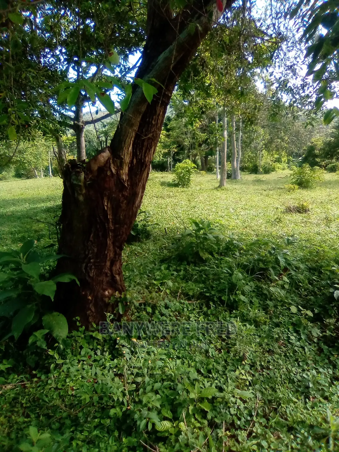 8acres of Farmland for Sale in Makulubita in Makulubita
