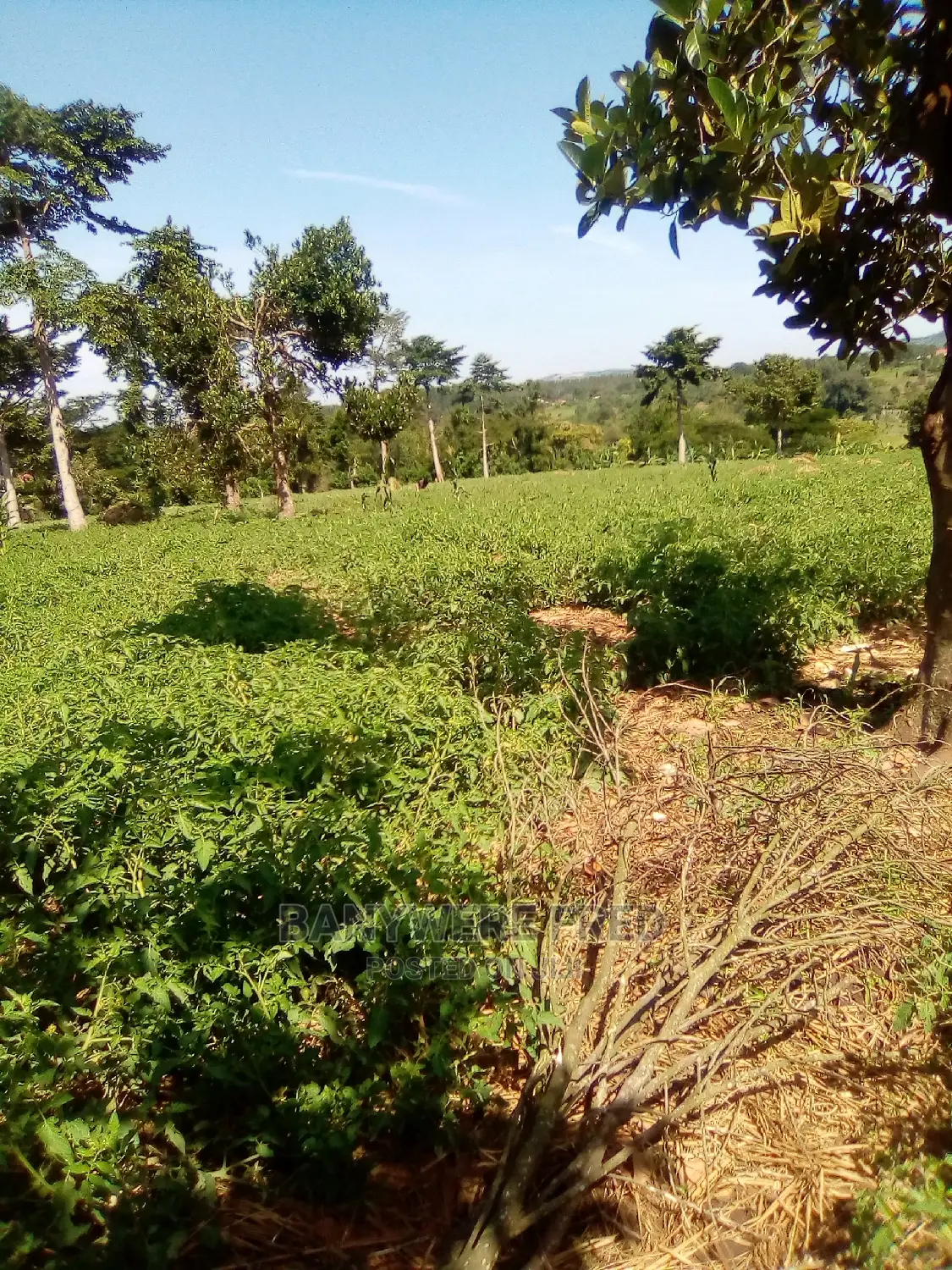 4acres of Farmland for Sale in Kidulu Mukulubitta in Makulubita